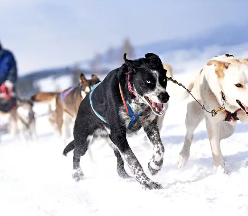 Image of dogsledding in Juneau, Alaska