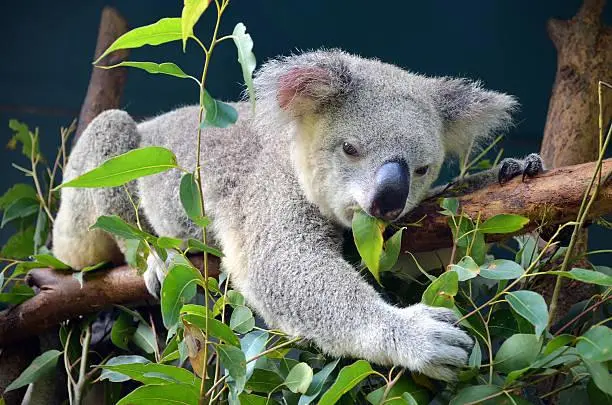 Image of a Koala