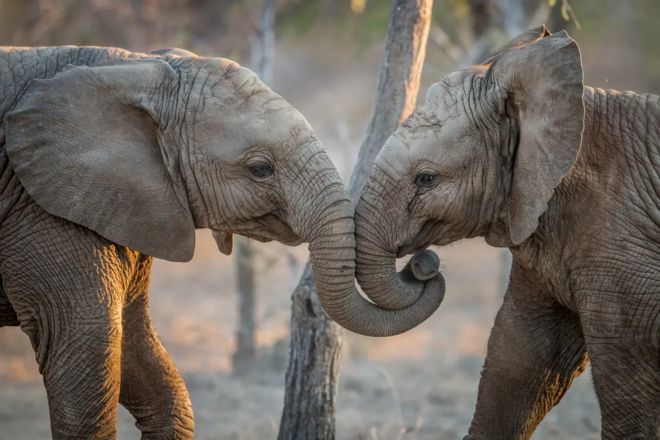 Image of two young elephants in the Kruger National Park, South Africa