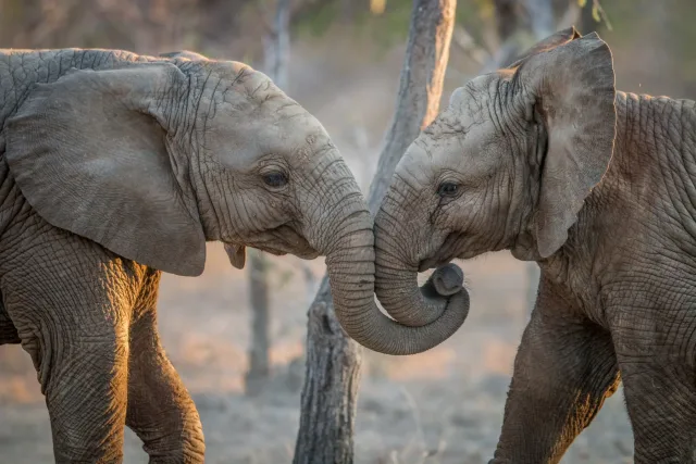 Image of two young elephants in the Kruger National Park, South Africa