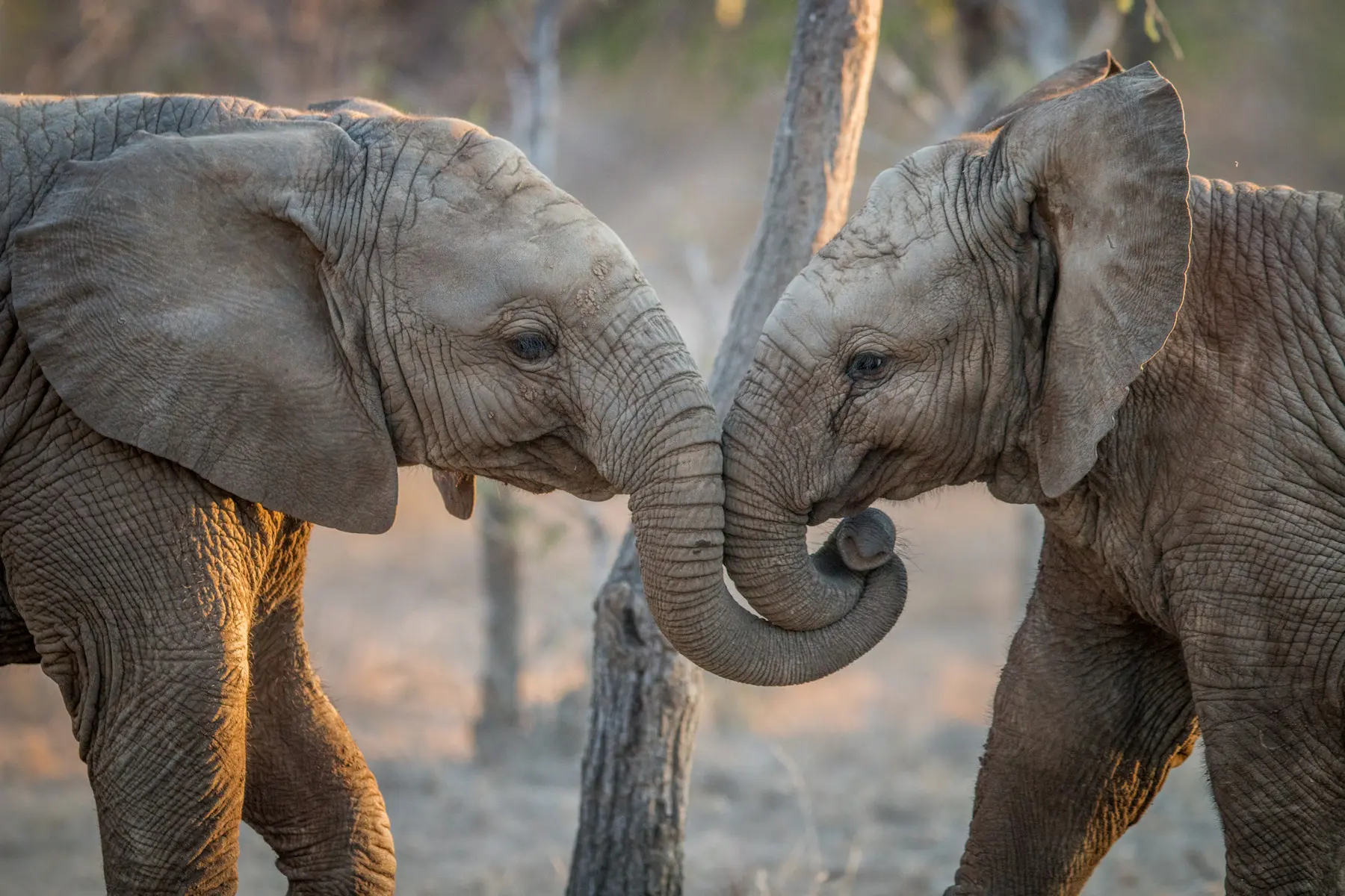 Image of two young elephants in the Kruger National Park, South Africa