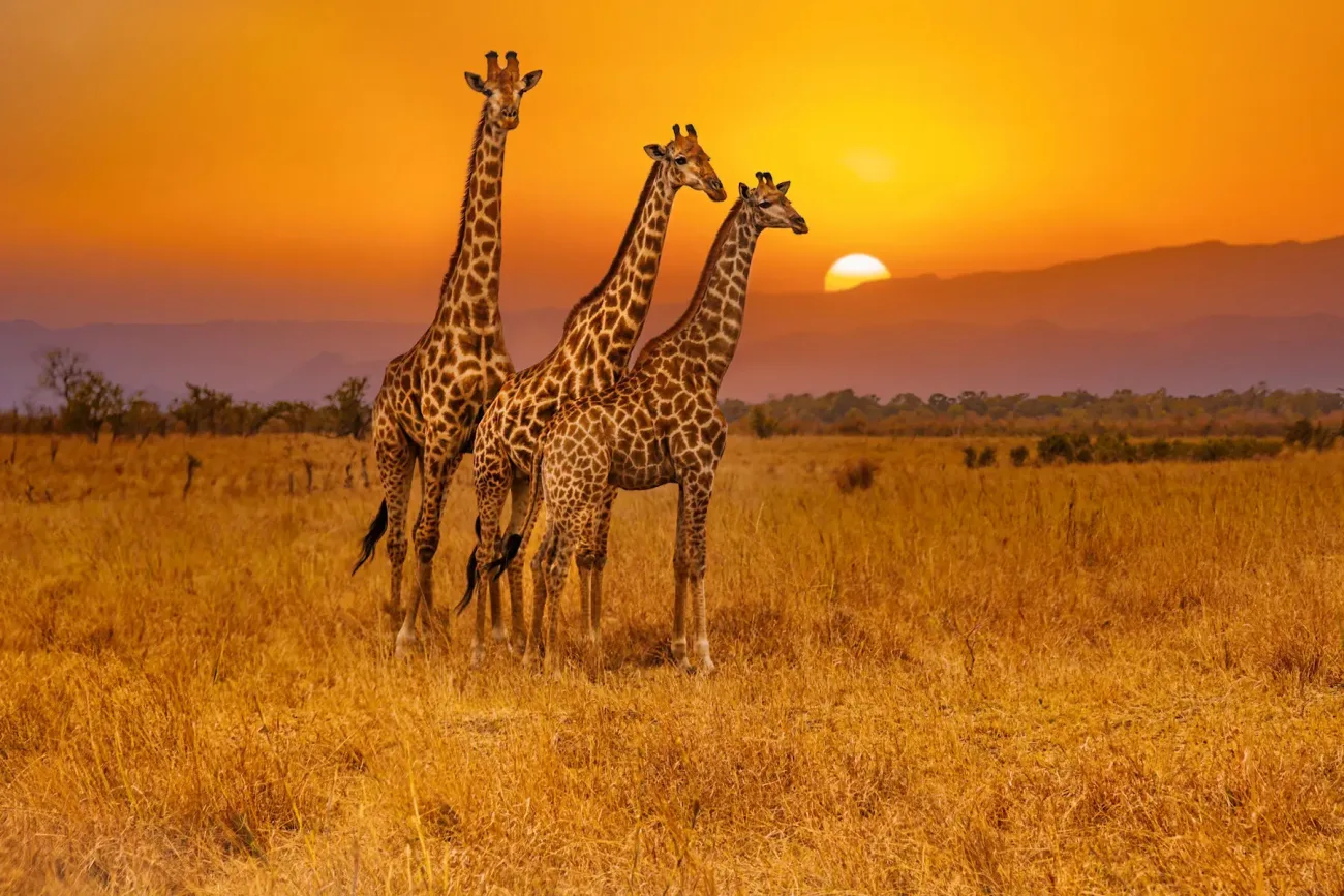 Image of three giraffes in the Kruger National Park, South Africa