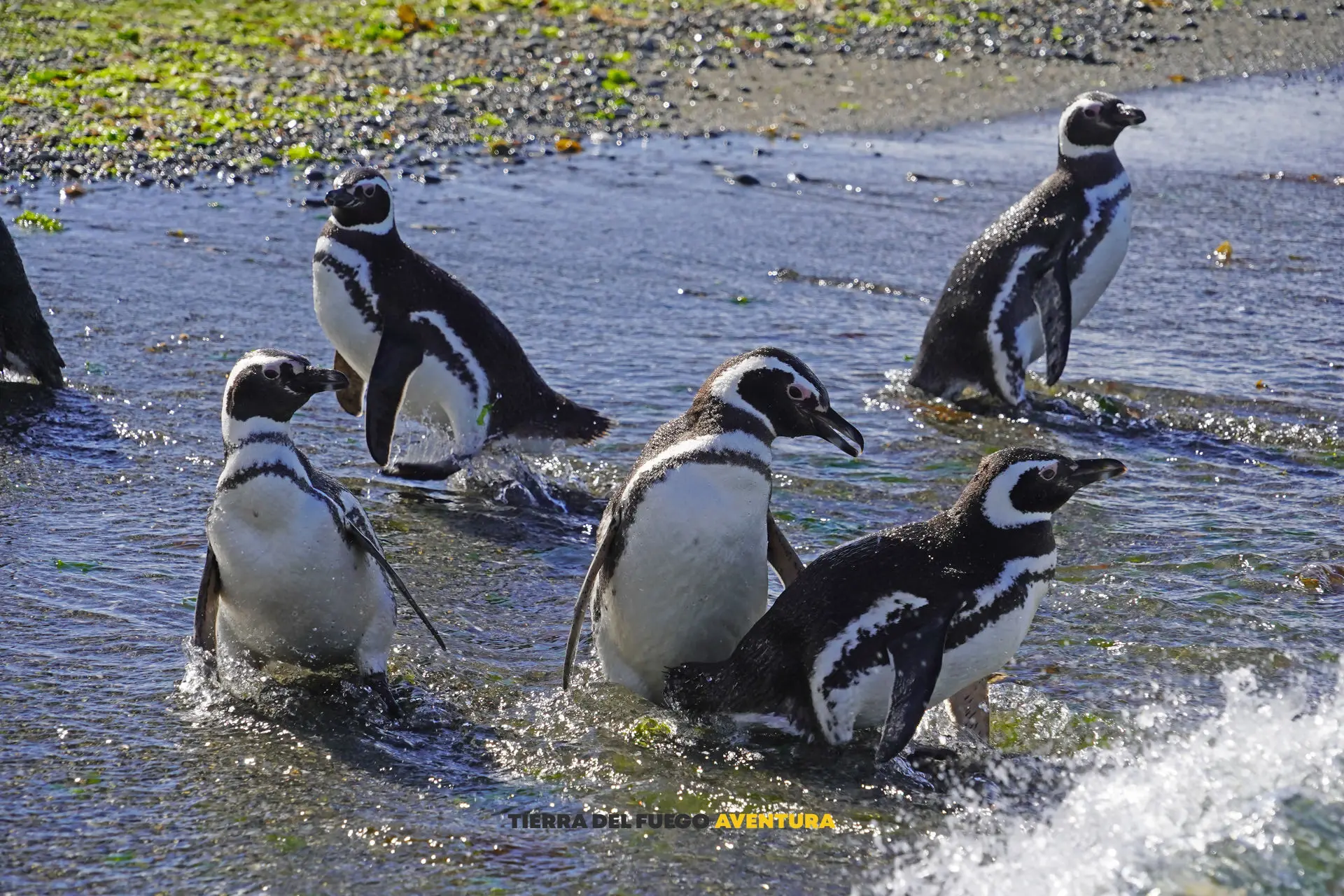Image of penguins at Provincial Reserve Punta Tombo