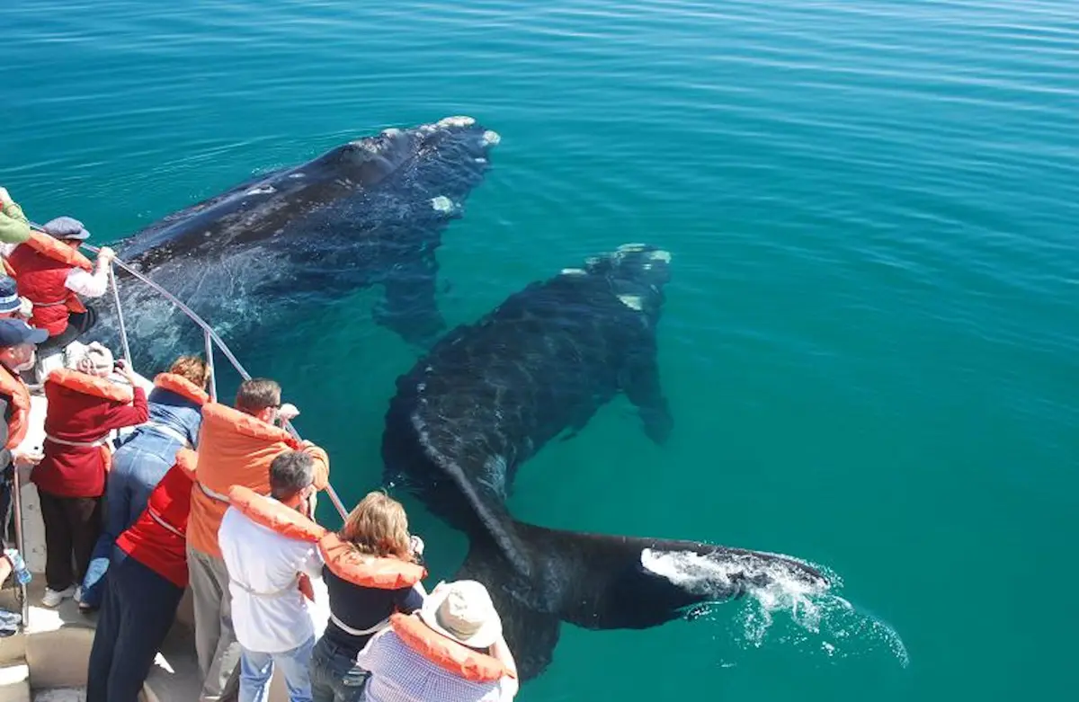 Whale watching at Peninsula Valdes