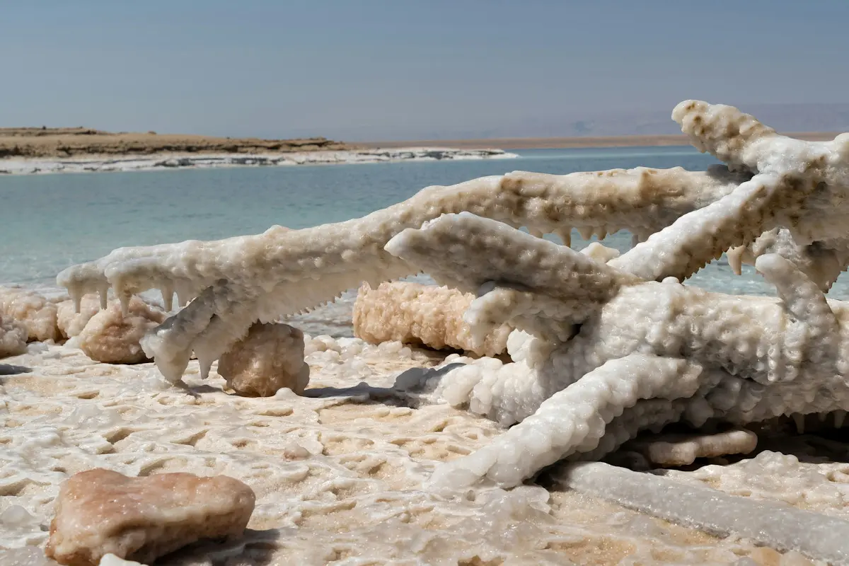Image shows the salt deposits on driftwood on he shore of the Dead Sea in Jordan
