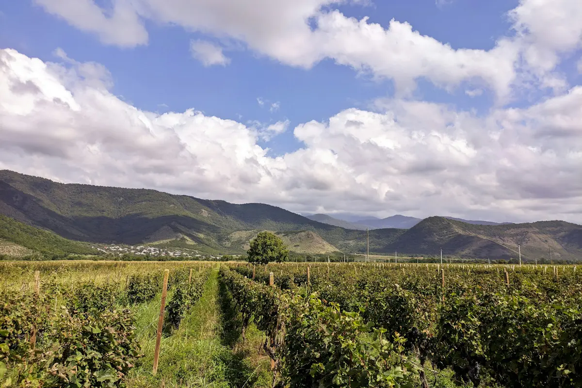 Image shows the lush mountains and vineyards of the Kakheti region