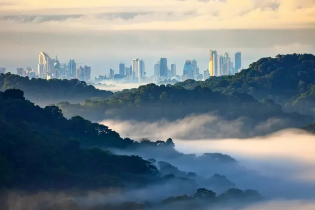 View of Panama City taken from the rain forest