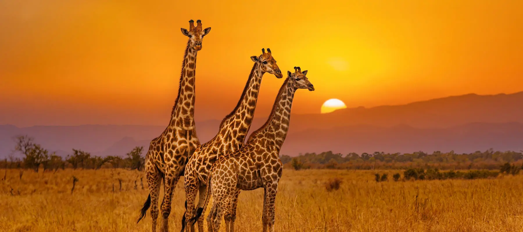 Image shows a group of giraffes against the setting sun